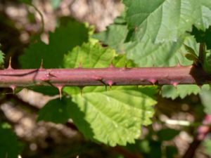 Rubus vikensis - Vikenbjörnbär