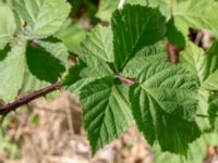 Rubus vikensis Gamla Viken, Helsingborg, Skåne, Sweden 20180702_0031