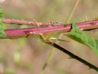 Rubus vikensis Gamla Viken, Helsingborg, Skåne, Sweden 20180702_0032