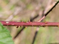 Rubus vikensis Gamla Viken, Helsingborg, Skåne, Sweden 20180702_0034