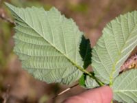 Rubus vikensis Gamla Viken, Helsingborg, Skåne, Sweden 20180702_0036