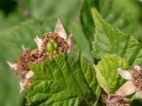 Rubus vikensis Gamla Viken, Helsingborg, Skåne, Sweden 20180702_0040