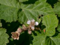 Rubus vikensis Gamla Viken, Helsingborg, Skåne, Sweden 20180702_0041