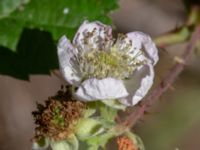 Rubus vikensis Gamla Viken, Helsingborg, Skåne, Sweden 20180702_0044