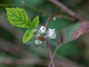 Rubus wendtii - Bjärebjörnbär