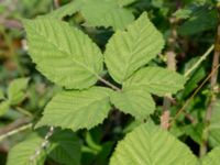 Rubus wendtii Hallands Väderö, Båstad, Skåne, Sweden 20200627_0157