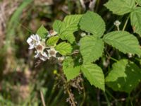 Rubus wendtii Hallands Väderö, Båstad, Skåne, Sweden 20200627_0161