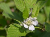 Rubus wendtii Hallands Väderö, Båstad, Skåne, Sweden 20200627_0162