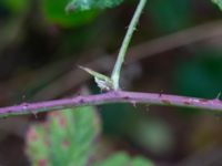 Rubus wendtii Påarps f.d. skola, Båstad, Skåne, Sweden 20181030_0061