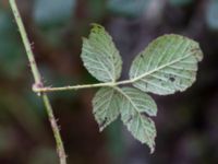 Rubus wendtii Påarps f.d. skola, Båstad, Skåne, Sweden 20181030_0064