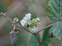 Rubus wendtii Påarps f.d. skola, Båstad, Skåne, Sweden 20181030_0066