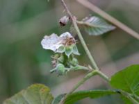 Rubus wendtii Påarps f.d. skola, Båstad, Skåne, Sweden 20181030_0067