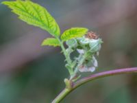 Rubus wendtii Påarps f.d. skola, Båstad, Skåne, Sweden 20181030_0070