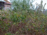 Rubus wendtii Påarps f.d. skola, Båstad, Skåne, Sweden 20181030_0073