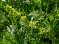 Cruciata valentinae Kochebi Lake, Mtskheta-Mtianeti, Georgia 20180428_3104