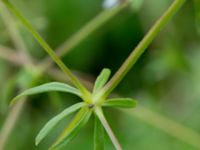 Galium album Häckeberga hed, Lund, Skåne, Sweden 20150727_0111