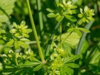 Galium album Tveta vattenverk, Mörbylånga, Öland, Sweden 20150606_0034 (1)