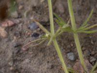 Galium aparine Svanetorpsvägen, Åkarp, Lomma, Skåne, Sweden 20150528_0059