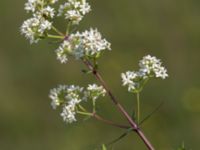 Galium boreale Gessie villastad, Vellinge, Skåne, Sweden 20150621_0052