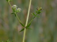 Galium boreale Toarpsdammen, Malmö, Skåne, Sweden 20190621_0206