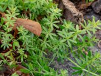 Galium mollugo ssp. erectum Botaniska trädgården, Lund, Skåne, Sweden 20180824_0050