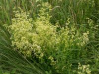 Galium mollugo × verum Säbyholmsvägen, Landskrona, Skåne, Sweden 20170708_0069