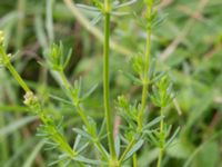 Galium mollugo × verum Säbyholmsvägen, Landskrona, Skåne, Sweden 20170708_0070