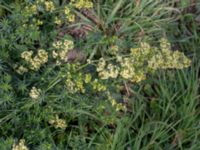 Galium mollugo × verum Svågertorp, Malmö, Skåne, Sweden 20181001_0038