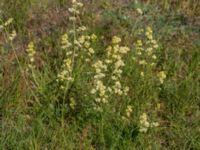 Galium mollugo x verum Kulla Gunnarstorp, Helsingborg, Skåne, Sweden 20170709_0221