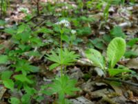 Galium odoratum Ananuri, Mtskheta-Mtianeti, Georgia 20180426_3279