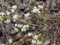 Galium oelandicum Gynge alvar, Mörbylånga, Öland, Sweden 20150606_0101