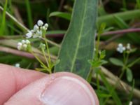 Galium palustre Skanörs ljung, Falsterbohalvön, Vellinge, Skåne, Sweden 20170627_0055