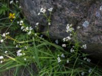 Galium palustre ssp. elongatum Stenudden, Kungsbacka, Halland, Sweden 20160604_0053