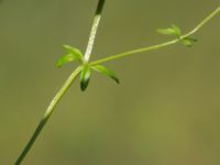 Galium palustre ssp. palustre Fuktängen, Klaghamns udde, Malmö, Skåne, Sweden 20210605_0015