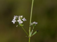 Galium saxatile Mästocka hed, Laholm, Halland, Sweden 20210622_0094