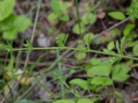 Galium spurium ssp. vaillantii Ödetomterna, Bunkeflo strandängar, Malmö, Skåne, Sweden 20170613_0020