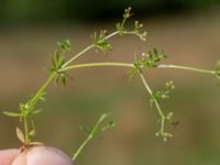 Galium suecicum var. suecicum Strönasjön, Osby, Skåne, Sweden 20200731_0125