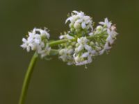 Galium uliginosum Kungsmarken, Lund, Skåne, Sweden 20160528_0027