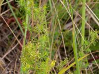 Galium verum Dynan, Tygelsjö ängar, Malmö, Skåne, Sweden 20210811_0042