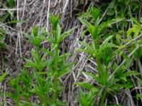 Rubia tinctorum Östra infarten, Färjestaden, Mörbylånga, Öland, Sweden 20190525_0173