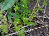 Sherardia arvensis Dalby västermark, Lund, Skåne, Sweden 20150608_0021