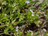 Sherardia arvensis Pumphuset, Tygelsjö ängar, Malmö, Skåne, Sweden 20150524_0022