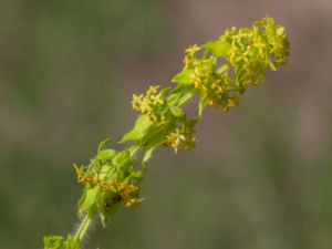 Cruciata laevipes - Crosswort - Korsmåra