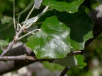 Populus alba Ödetomterna, Bunkeflo strandängar, Malmö, Skåne, Sweden 20190528_0044