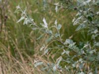 Populus alba Dalabadet, Trelleborg, Skåne, Sweden 20150628_0105