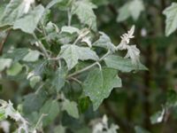 Populus alba Dalabadet, Trelleborg, Skåne, Sweden 20150628_0107