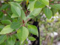 Populus balsamifera 'Elongata' Limhamns kalkbrott, Malmö, Skåne, Sweden 20180901_0039-2