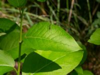 Populus laurifolia Hofterup 1.4 km NNE Barsebäcks slott, Kävlinge, Skåne, Sweden 20190618_0059