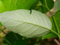 Populus laurifolia Hofterup 1.4 km NNE Barsebäcks slott, Kävlinge, Skåne, Sweden 20190618_0060