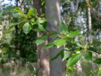 Populus laurifolia Hofterup 1.4 km NNE Barsebäcks slott, Kävlinge, Skåne, Sweden 20190618_0065